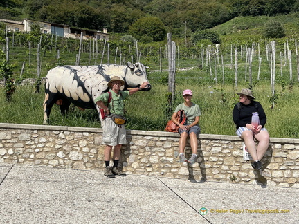 Meeting the local cow