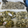 IMG 8295-watermarked (766访问量) IMG 8295-watermarked