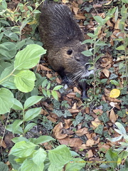 Coypu