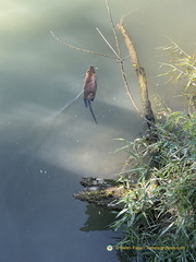 Coypu swimming away