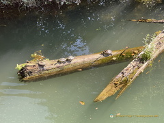 River Sile fauna