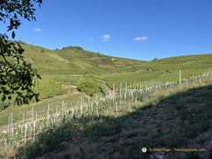 IMG 0449-watermarked