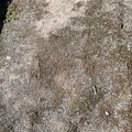 IMG 5847-watermarked 133 (500 посета) IMG 5847-watermarked 133