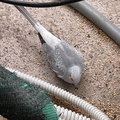 IMG_3247-watermarked.jpg
