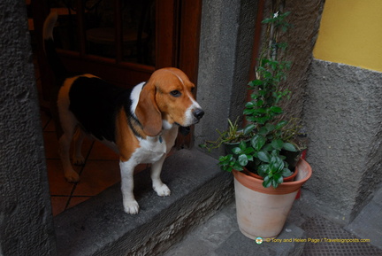 Corniglia AJP 5381-watermarked