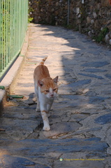 Vernazza DSC 8151-watermarked