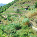 Vernazza-Monterosso_AJP_5691-watermarked.jpg