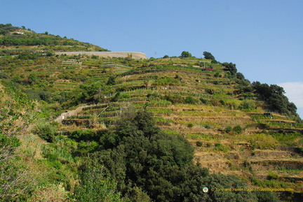 Vernazza-Monterosso AJP 5696-watermarked