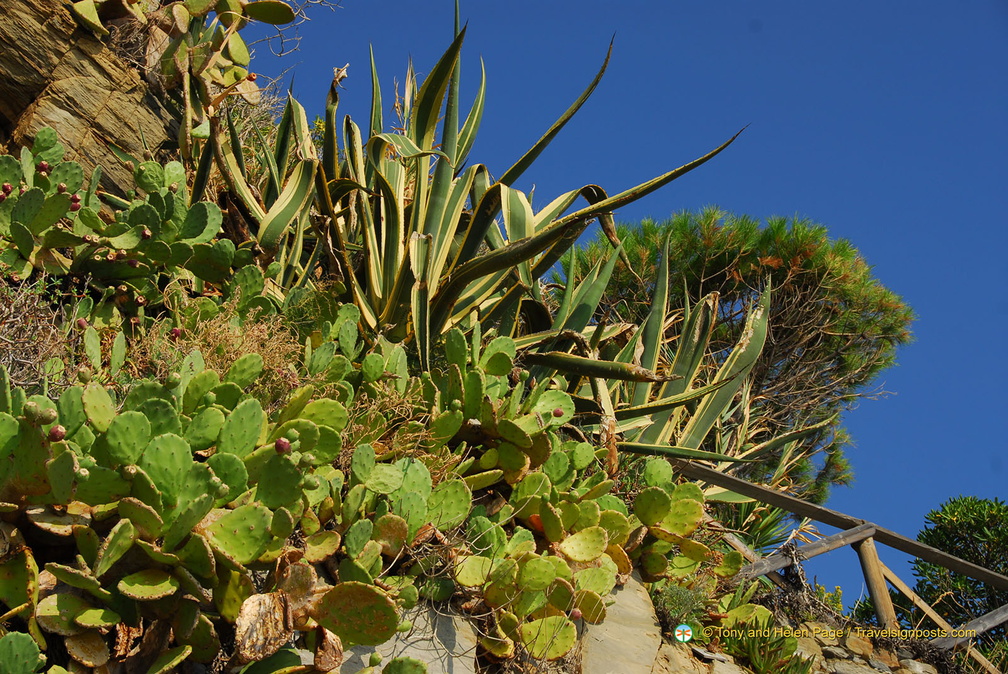 Riomaggiore AJP 5330-watermarked (718 visits) Riomaggiore AJP 5330-watermarked