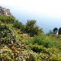 Manarola_DSC_8327-watermarked.jpg