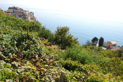 Manarola and its cemetery