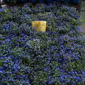 Milan DSC08580-watermarked (554访问量) Milan DSC08580-watermarked