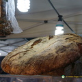DSC00588-watermarked (508 visits) DSC00588-watermarked