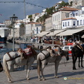 DSC 0803-watermarked (606 visits) DSC 0803-watermarked