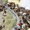 Fira Donkey rides (1270 heimsóknir) It's busy at the Donkey Station Fira Donkey rides