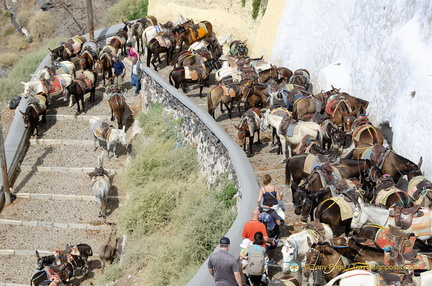 Fira Donkey rides