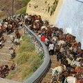 Fira Donkey Station (1317 odwiedzin) Looks like donkey rides are popular on Santorini Fira Donkey Station