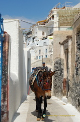 Fira's iconic donkeys