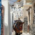 Fira's iconic donkeys (1024 heimsóknir) What a sight! Fira's iconic donkeys