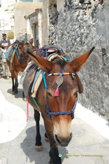 What beautiful donkeys