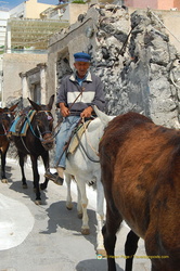 Donkey handler and his drove of donkeys