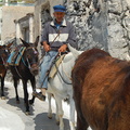 Donkey handler and his drove of donkeys (1281 heimsóknir) Donkey handler taking his drove of donkeys home, maybe. Donkey handler and his drove of donkeys