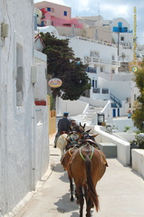 Fira Donkeys