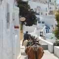 Fira Donkeys (958 heimsóknir) Donkeys in search of tourists Fira Donkeys