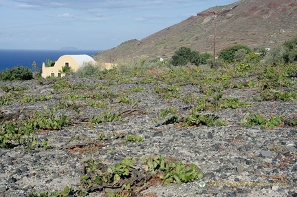 Santorini Basket-trained vines