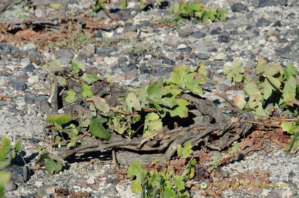 Basket-trained Vines