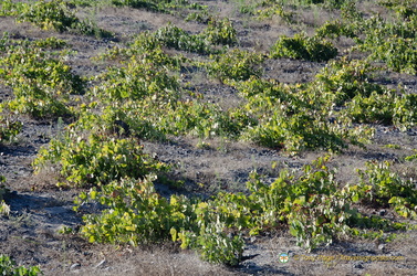 Basket-trained Vines on the ground