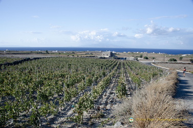 Domaine Sigalas'  Assyrtiko grape