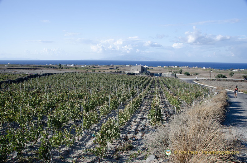 Santorini-Winery_AJP_6235-watermarked.jpg