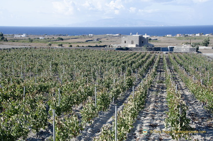 Domaine Sigalas Vineyard