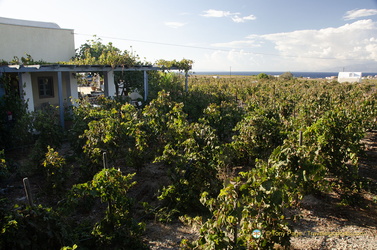 Domaine Sigalas Assyrtiko grapes