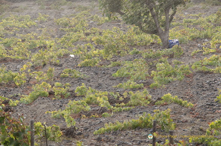 Ground-level vines