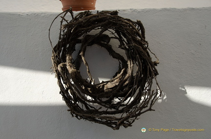 Basket-trained vine