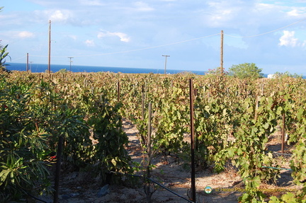 Domaine Sigalas Vineyards