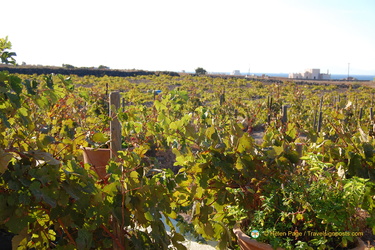 Domaine Sigalas Vineyards