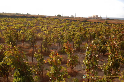 Santorini-Winery DSC 9463-watermarked-topaz