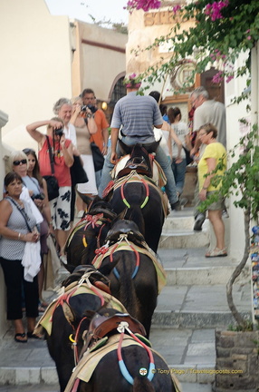 Donkey attraction