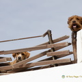 Oia-Village AJP 6068-watermarked (705 بازدید) Oia-Village AJP 6068-watermarked