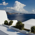 Attractive succulents (830 visits) Succulents grow well in Santorini Attractive succulents