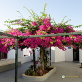 Oia-Village AJP 6548-watermarked (745 visits) Oia-Village AJP 6548-watermarked