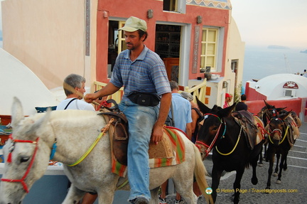 Donkey rides