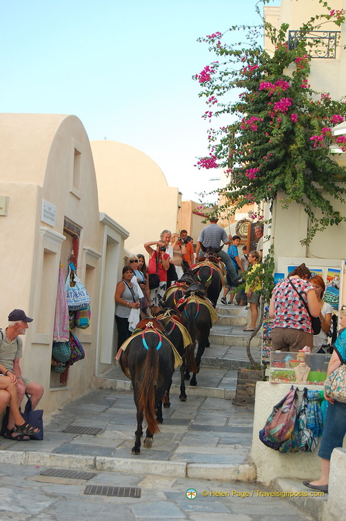 Donkey rides