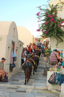 Donkey rides