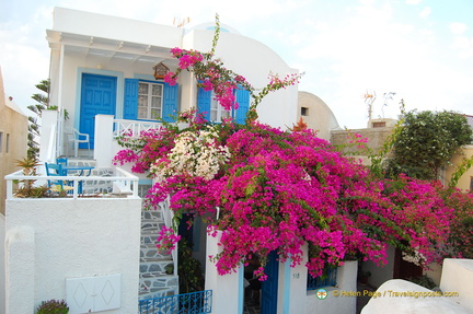 Bougainvilleas 