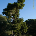Olympia DSC 0562-watermarked