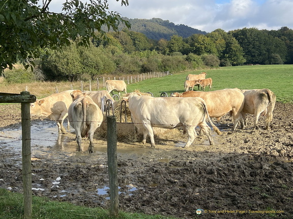 Healthy looking cattle
